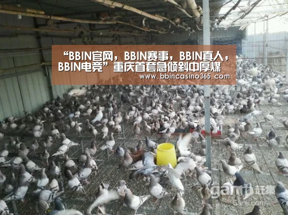 BBIN官网，BBIN赛事，BBIN真人，BBIN电竞